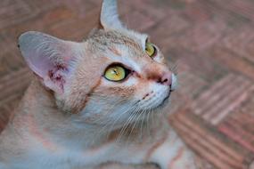 cat staring out the window with big eyes