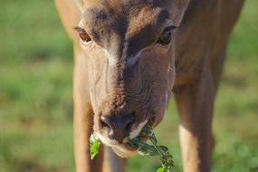 wild animal grazing Close up