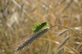 Grasshopper Insect Cereals