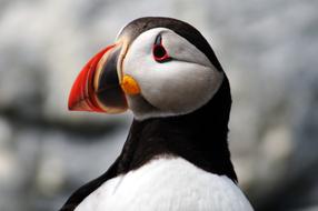 Bird Puffin Nature
