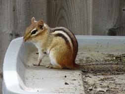 photo of wild Squirrel Animal in Nature
