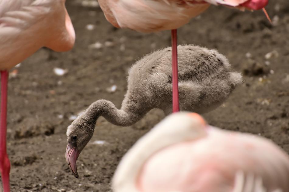 Flamingo Young Animal Chicks