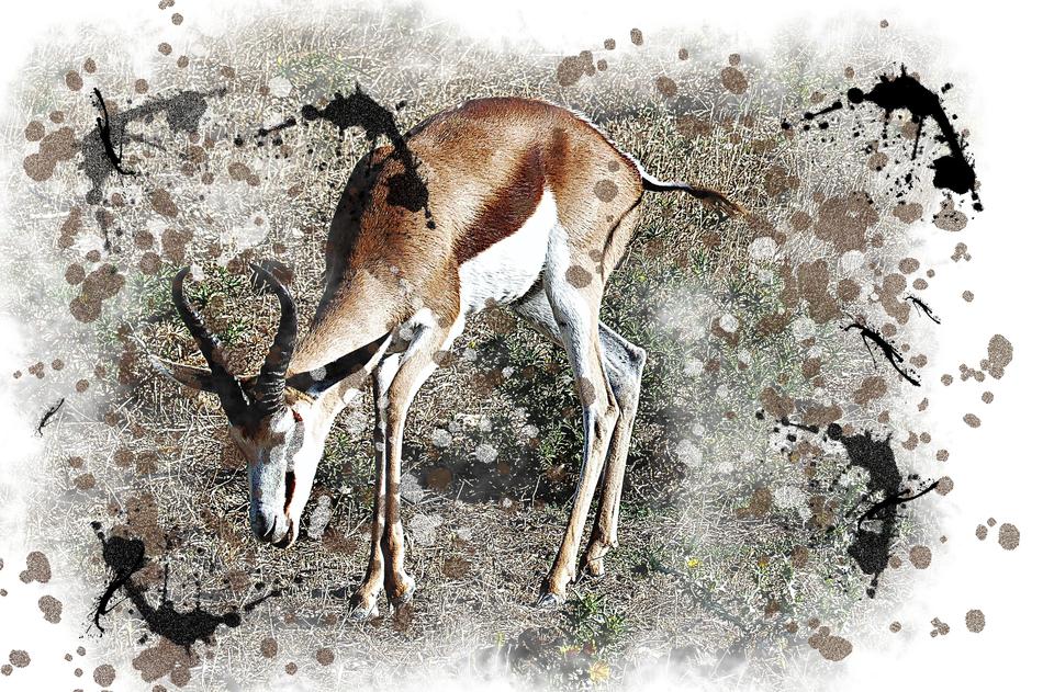 Antelope Watercolor Picture