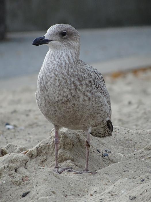 Seagull Bird North Sea