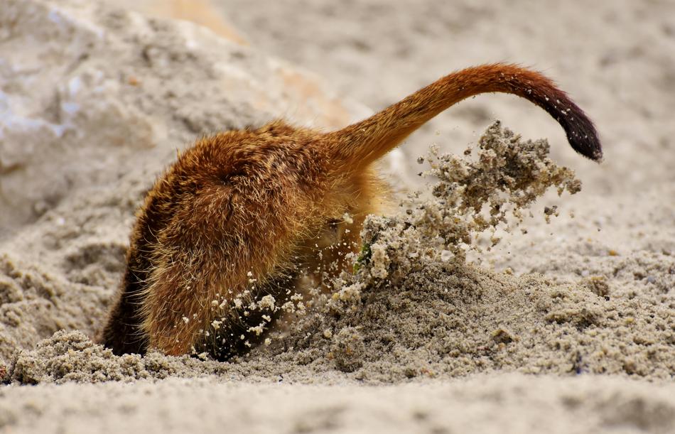 Head Stuck In The Sand Figure Of