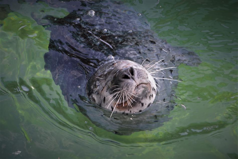 sea lion in the pond