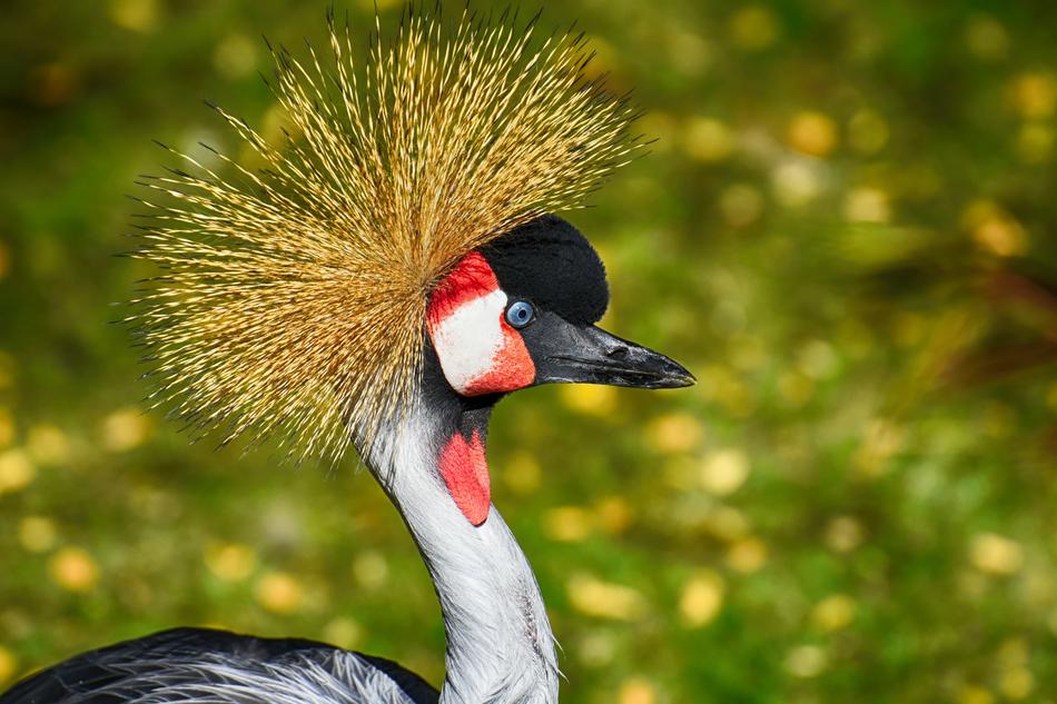 crested bird