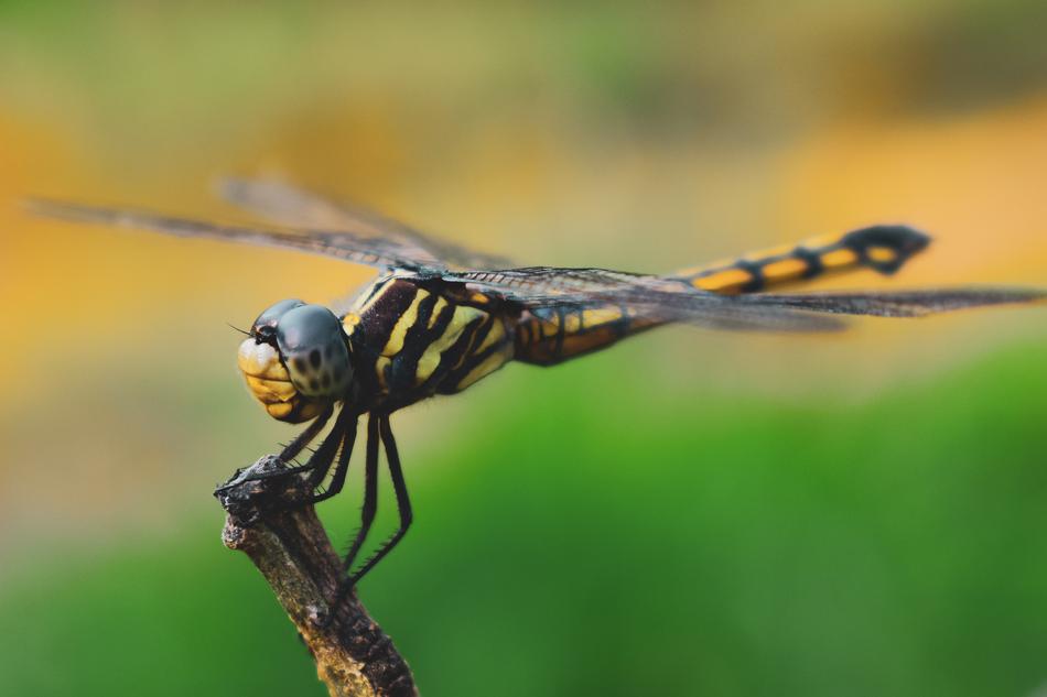 wild flying insect