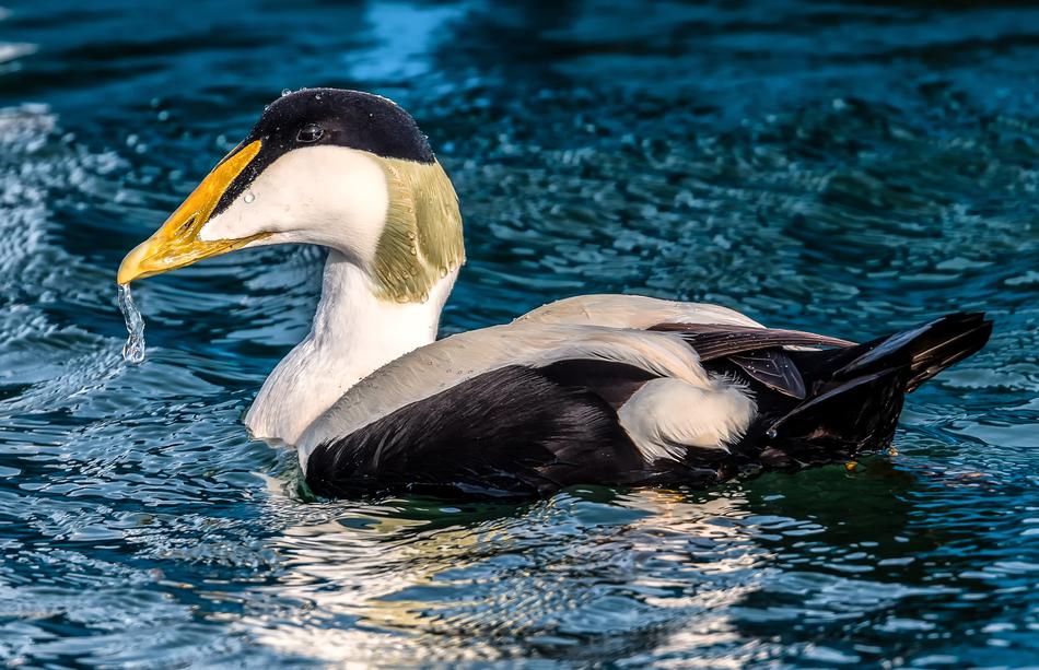 Bird Common Eider Seabirds
