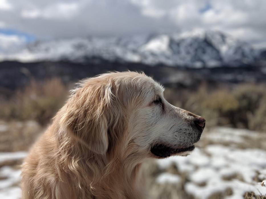 Old Golden Retriever Dog