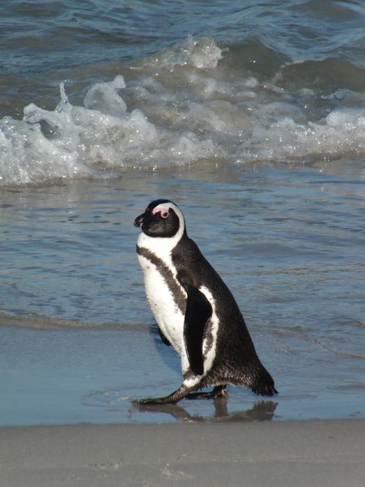 Sea Water Bird
