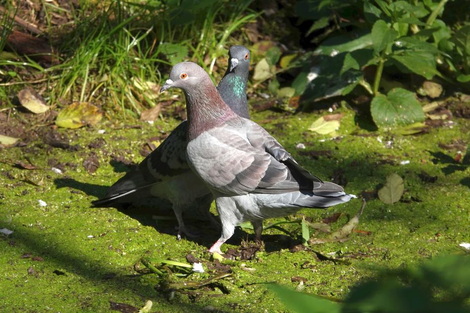 Pigeons Birds Animal World