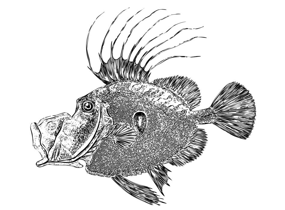 line art fish ocean creature