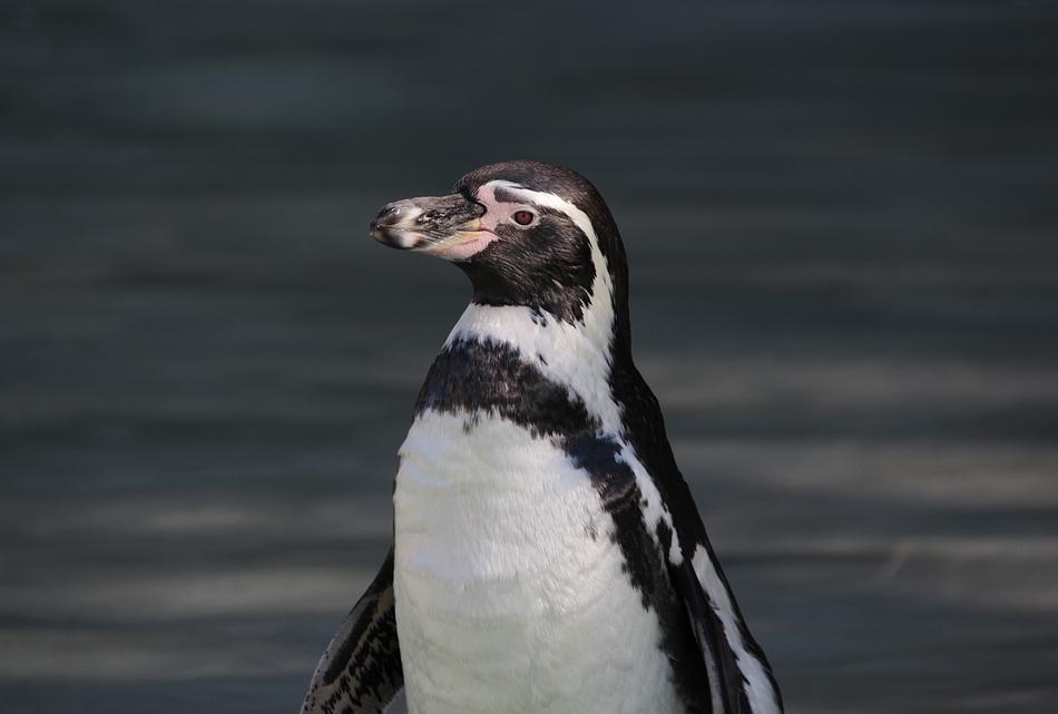 Penguin Animal Bird