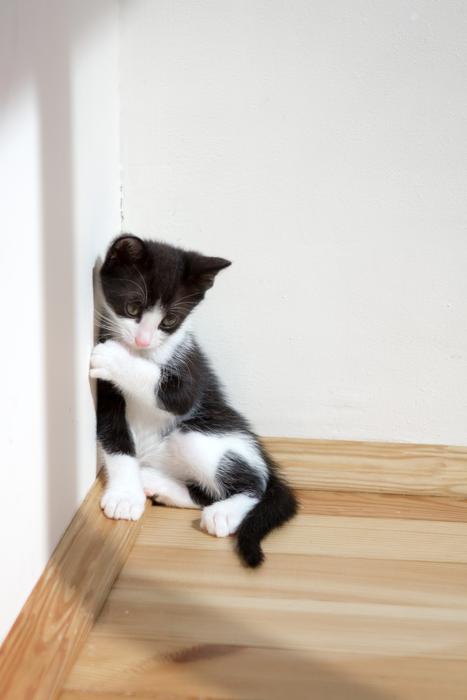 Kitten Pets Animals