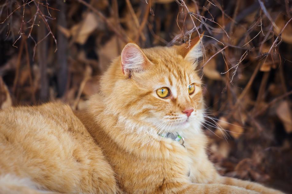 Animal Nature Cat