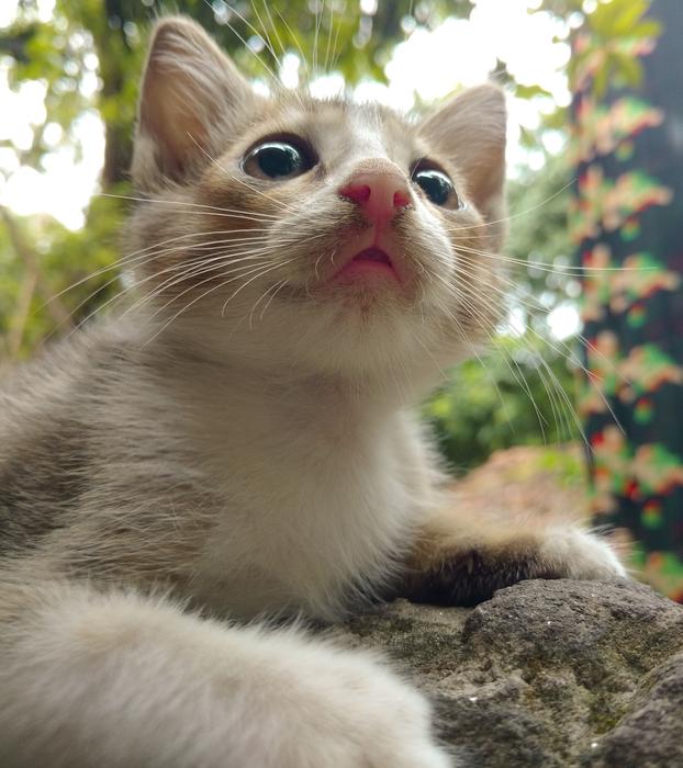 Cat Cute Animal
