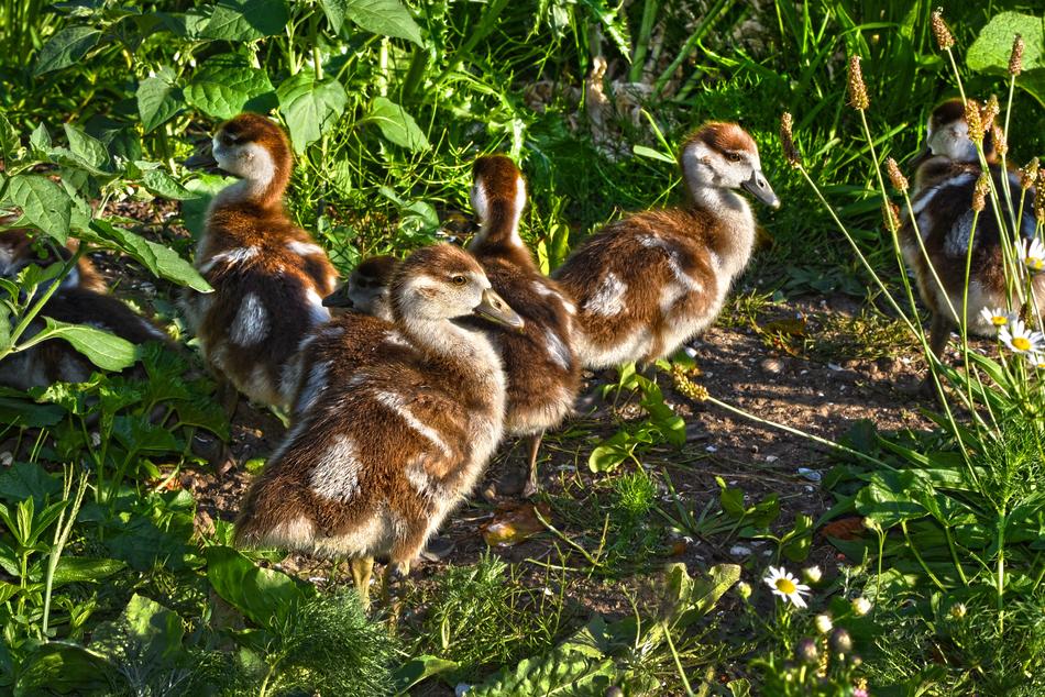Nile goslings in green grass