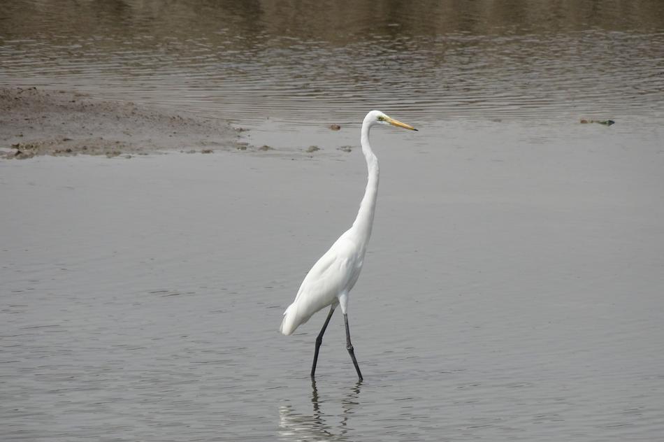 Great Egret Ardea Alba Large
