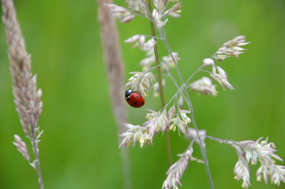 Animal Fauna Flora