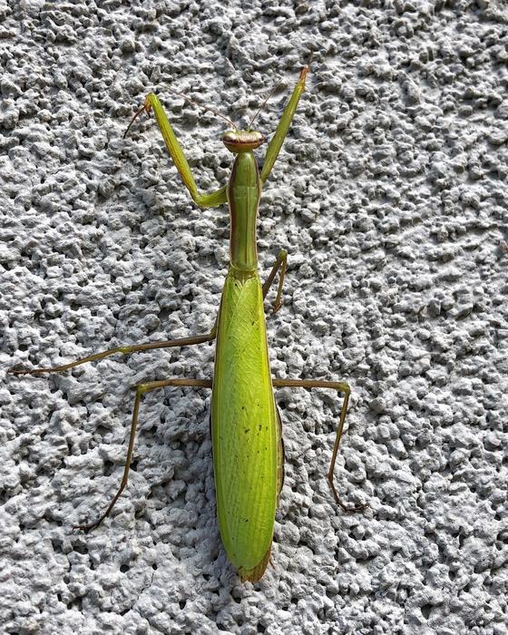 Mantis Green Eyes