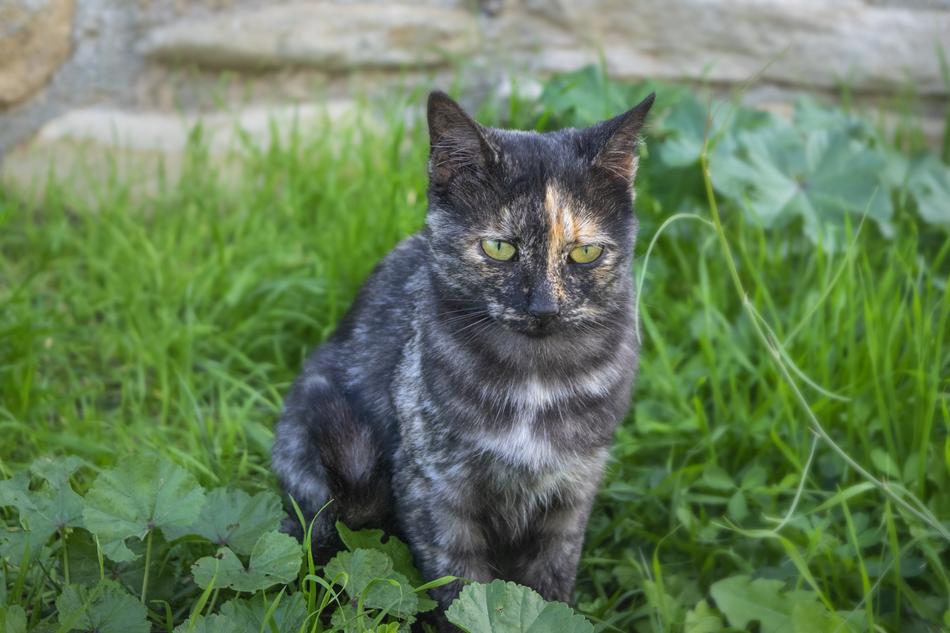 Cat Pet Feline