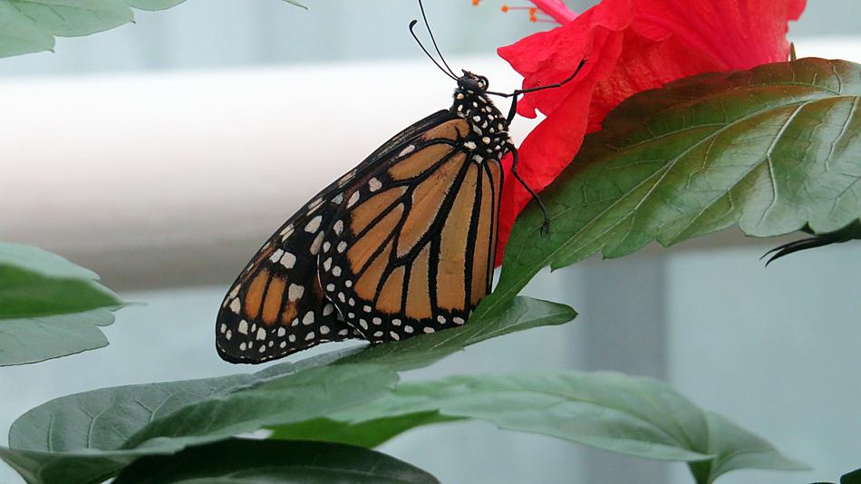 Butterfly Insect Nature