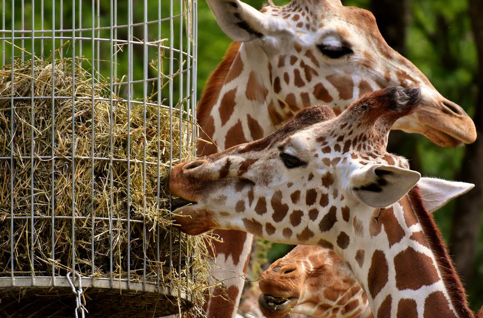 pair of giraffes eating grass at the zoo