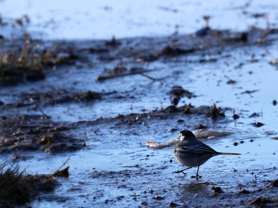 Bird Water Pond