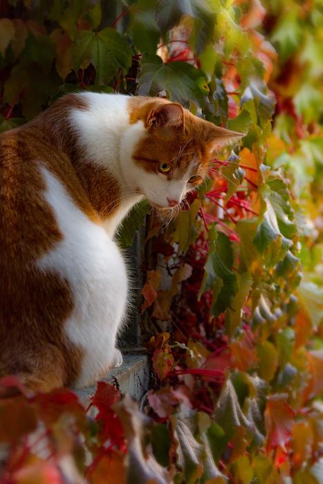 beautiful cat in the garden