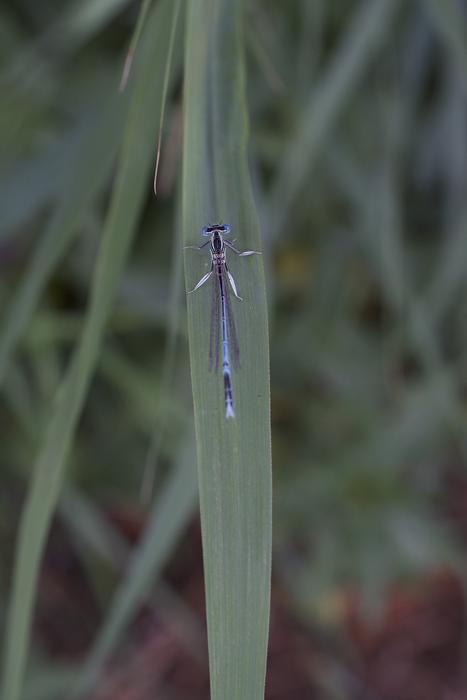Horseshoe-Azure Bridesmaid insect