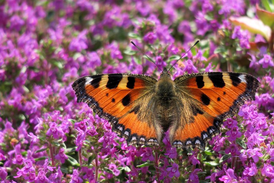 Little Fox Butterfly Insect closeup view