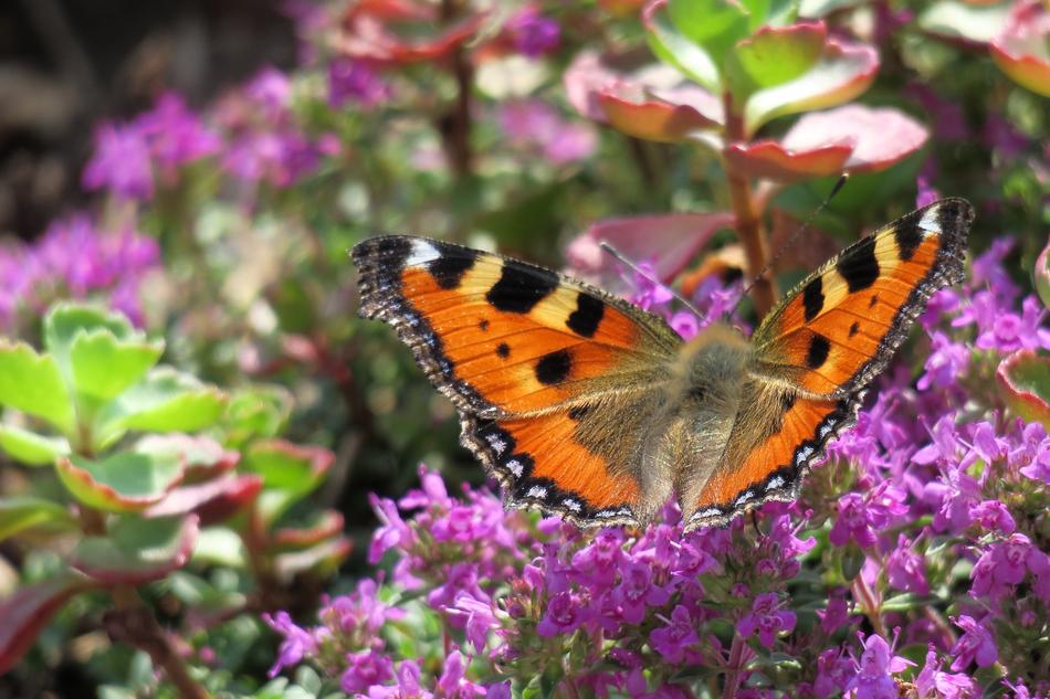 Little Fox Butterfly Insect
