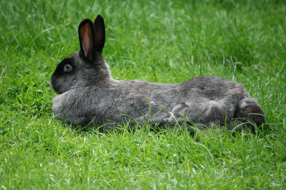 gray rabbit resting in the grass