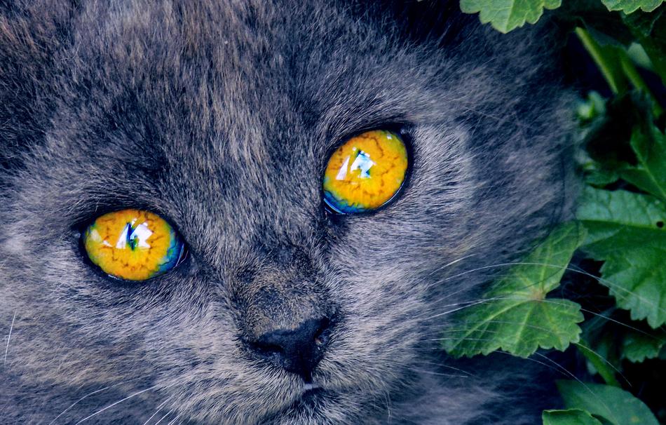 Bright Eyes Kitten Cat