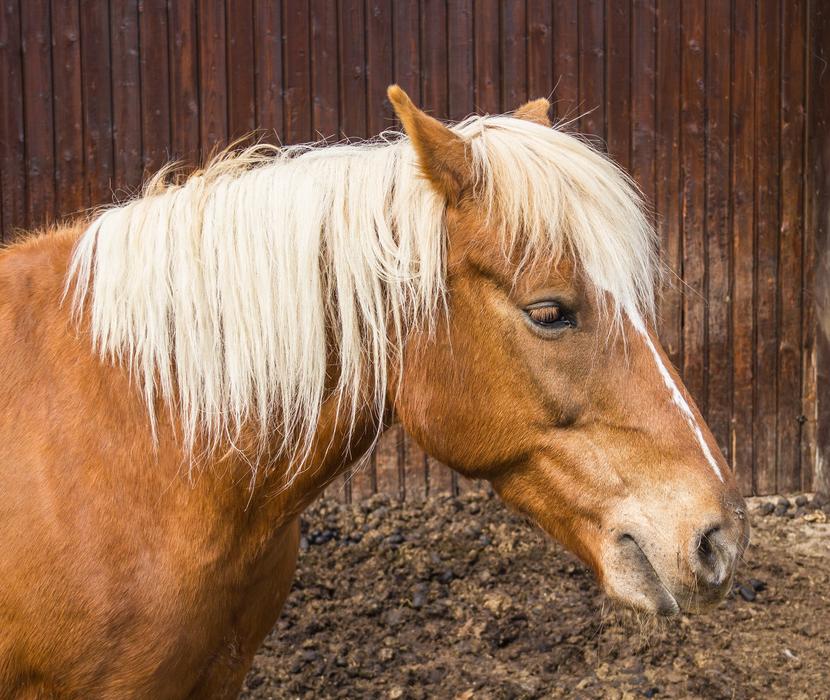 Horse Animal Brown