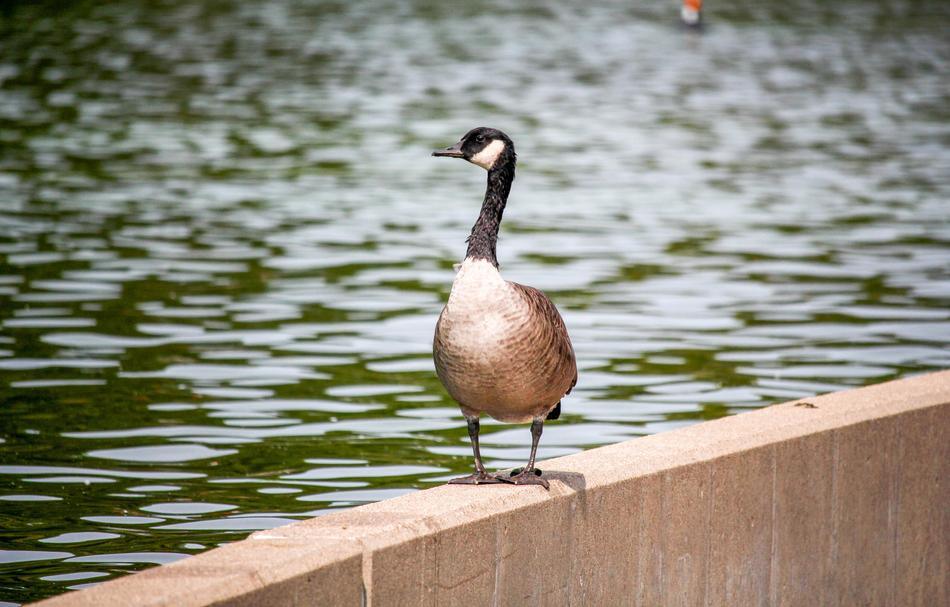 Bird Water Nature