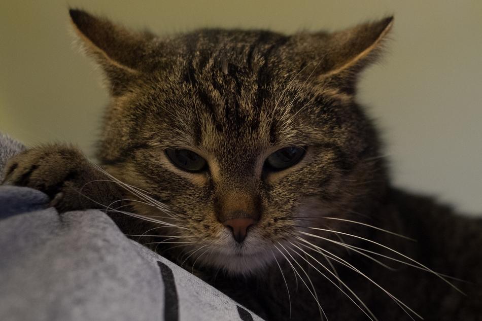 Charming Animals Cat