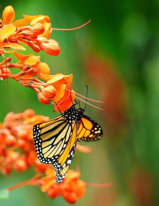 Insect Butterfly Close Up