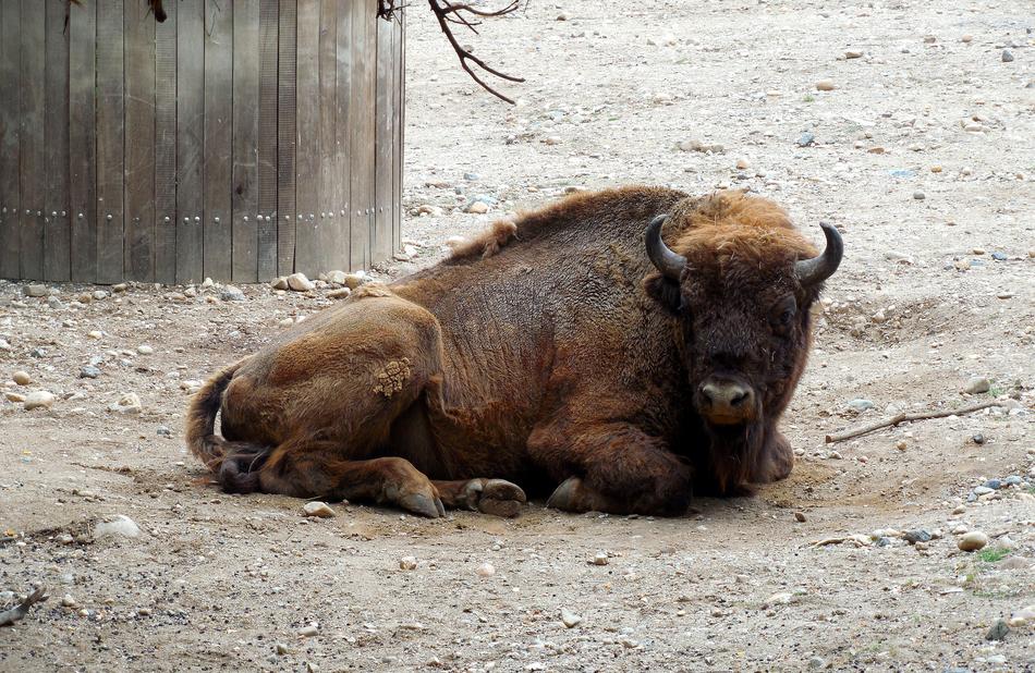 Bison Rest