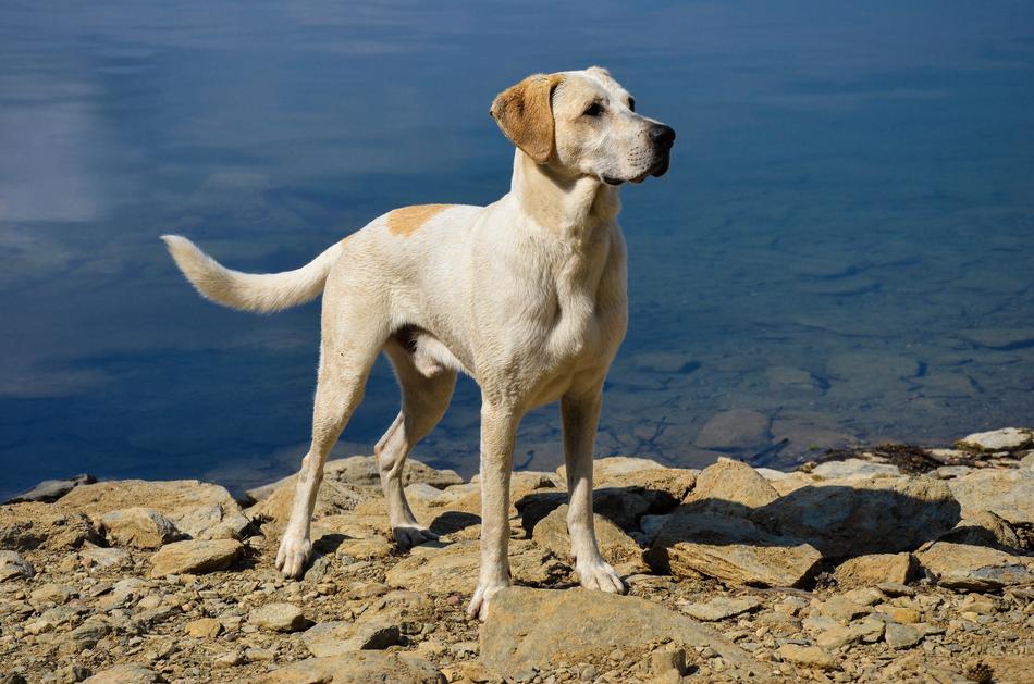 Dog Water Beautiful