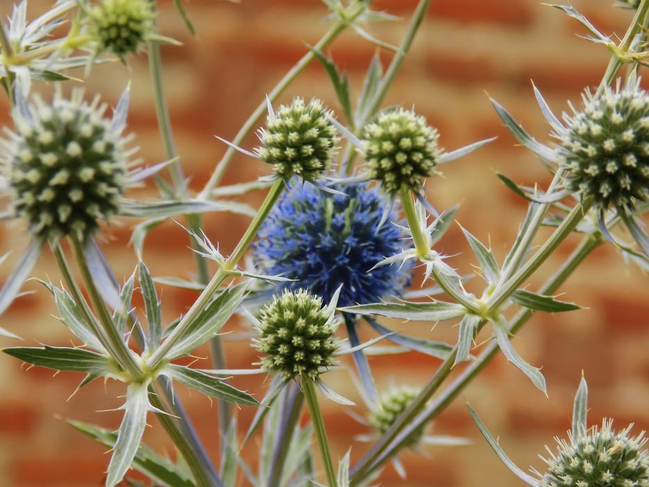 Beautiful Spines plants