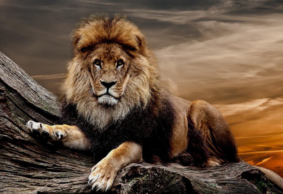 Lion Predator Animal