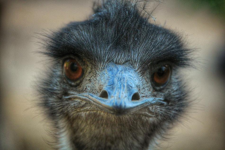 Bird Eyes Bill
