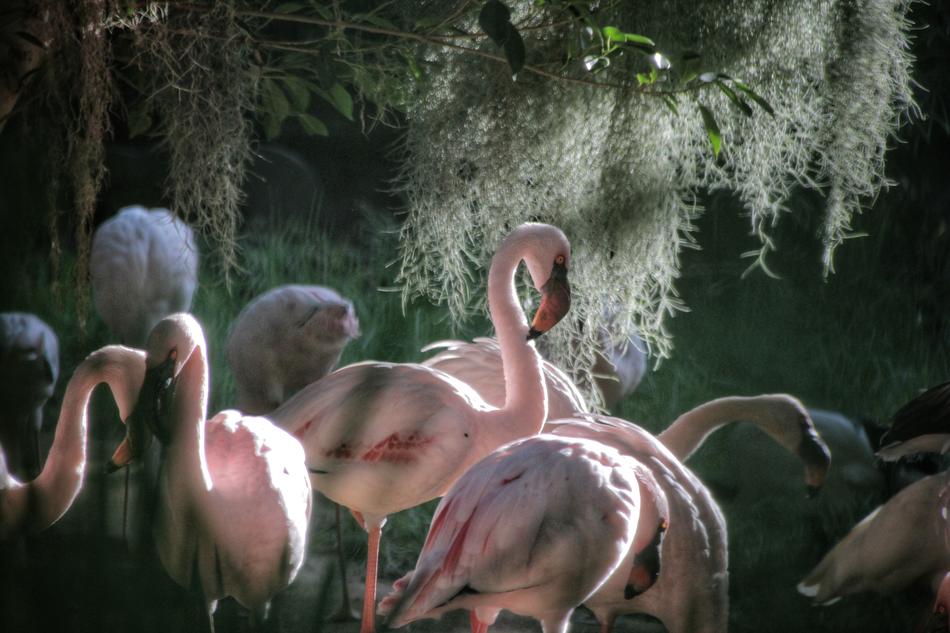 pink Flamingo Birds