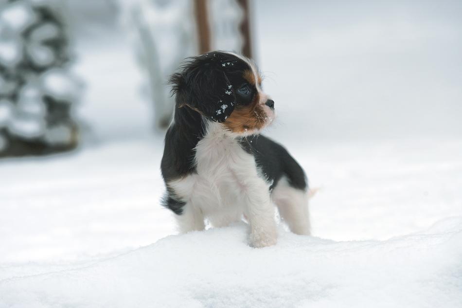 cavalier puppy in the snow