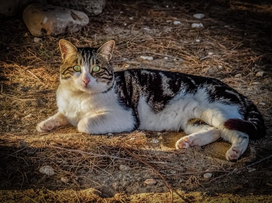 Cat Stray Eyes