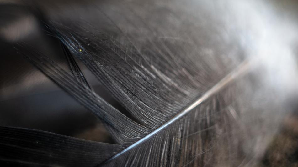 Feather Macro Bird Close up