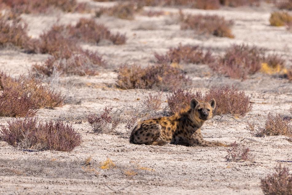 Hyena Vessel-Ray Pits Spotted