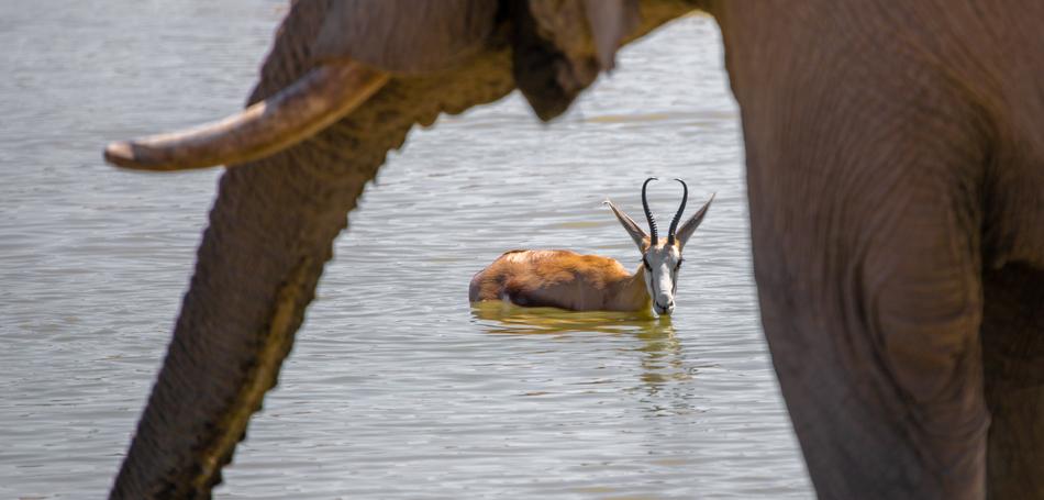wild animals on the pond